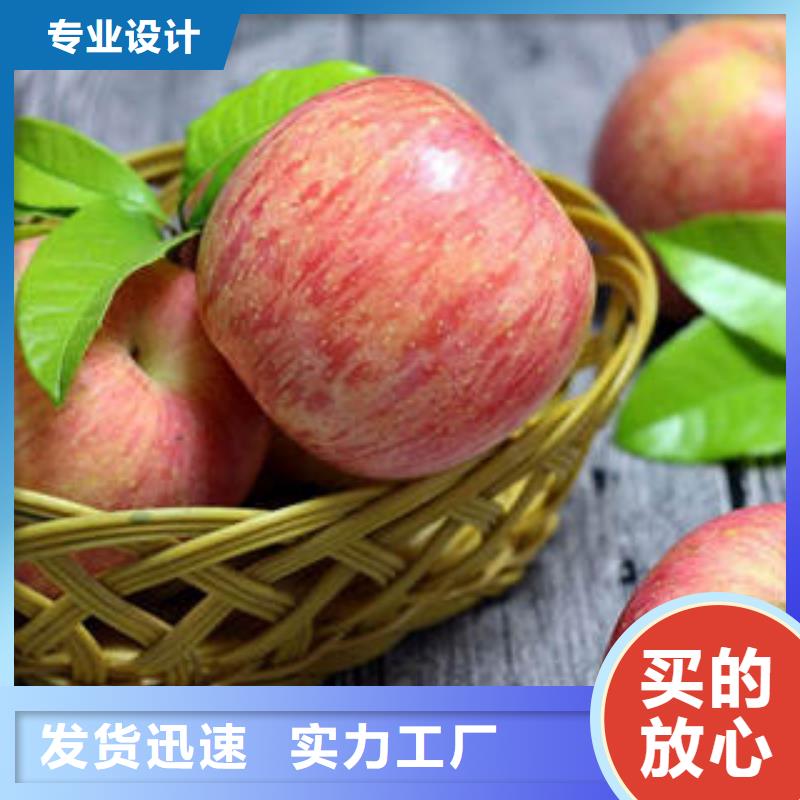 红富士苹果苹果种植基地品质服务