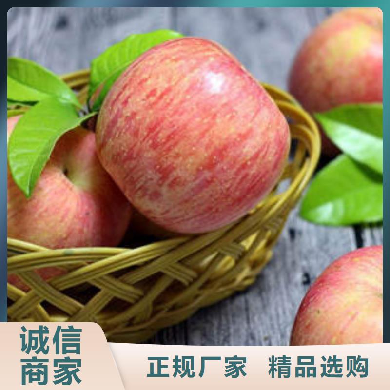 【自营品质有保障[景才]红富士苹果苹果种植基地精选货源】
