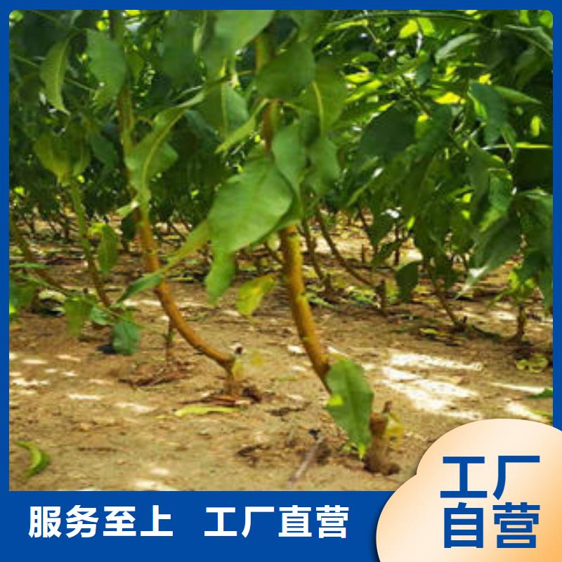 美夏油桃树苗0.8厘米