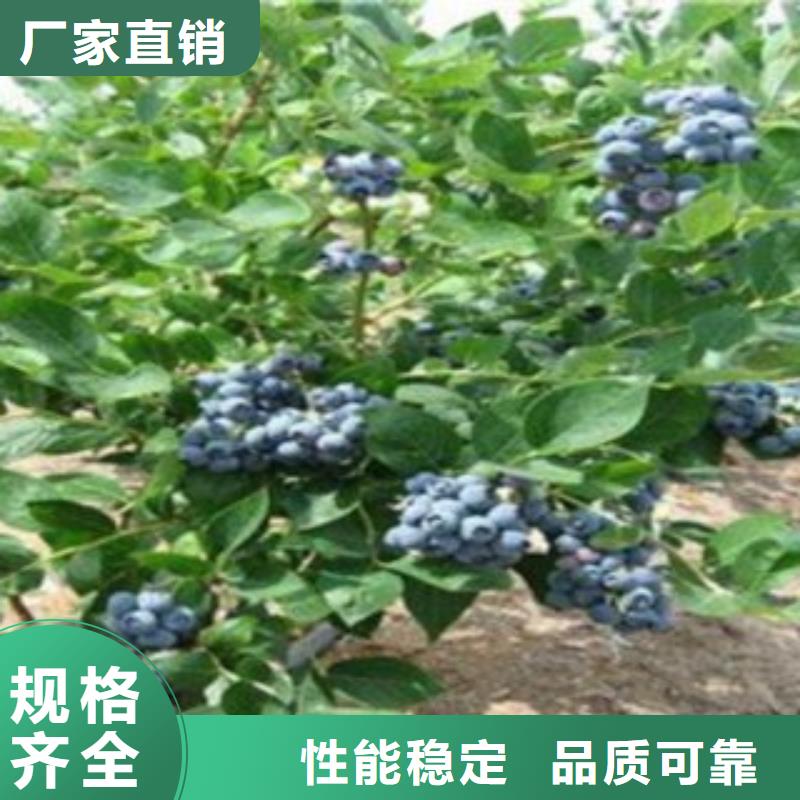 咨询《兴海》蓝莓苗桃树苗质量安心