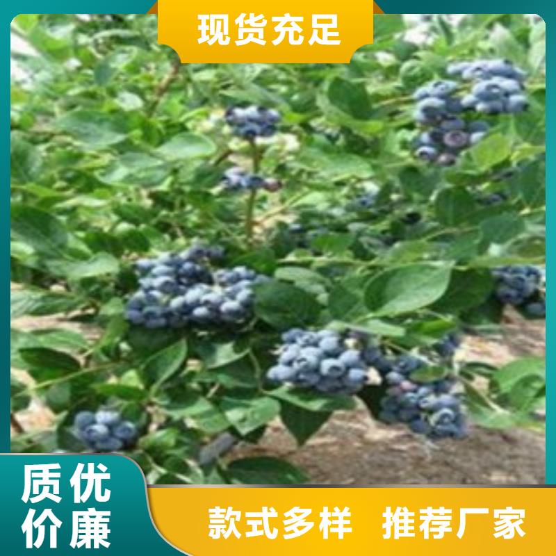 厂家品控严格【兴海】 蓝莓苗严格把控质量