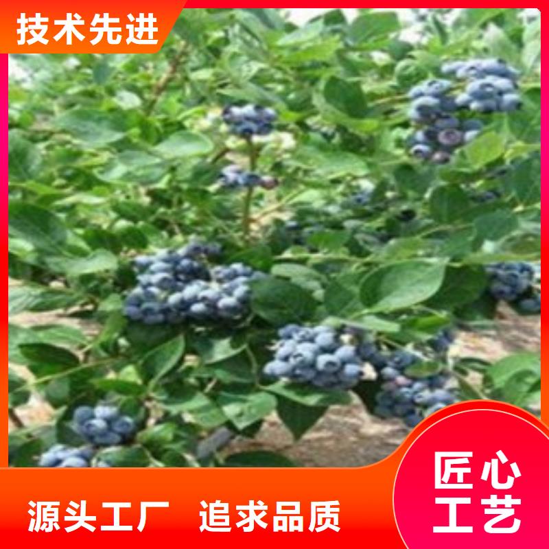 购买【兴海】蓝莓苗梨树苗按需定做