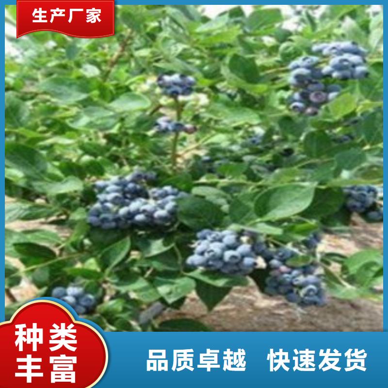 斯卫克蓝莓树苗种植时间