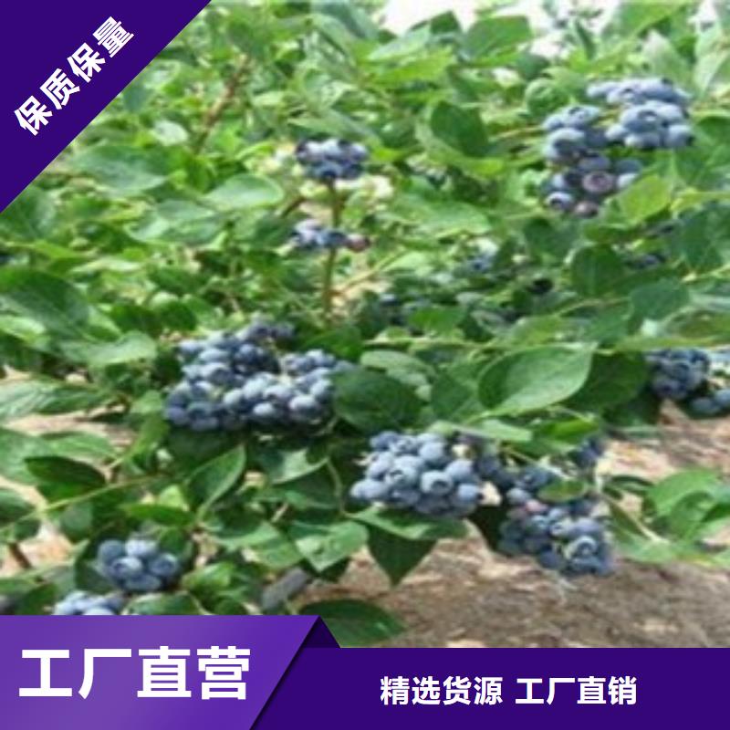 附近(兴海)布莱登蓝莓树苗哪里的品种纯