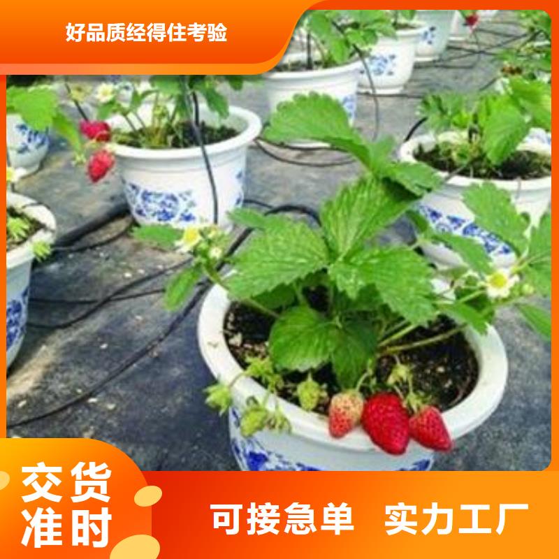 草莓苗【苹果苗】品质优选