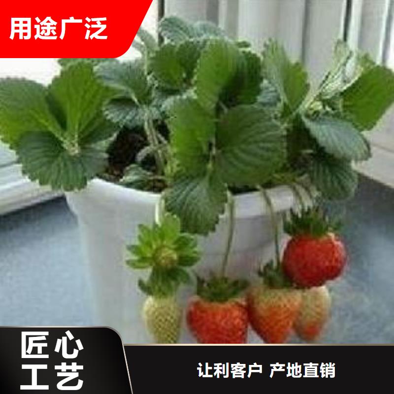 多种优势放心选择(兴海)草莓苗蓝莓苗优质货源
