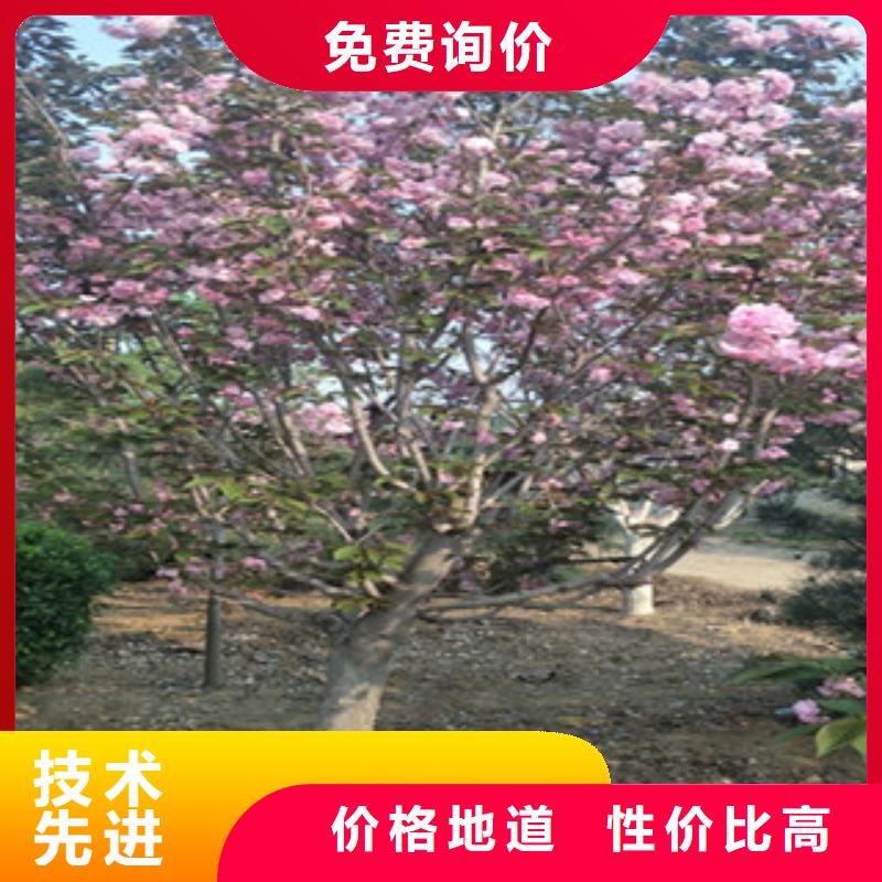 樱花泰山景松造型景松购买的是放心
