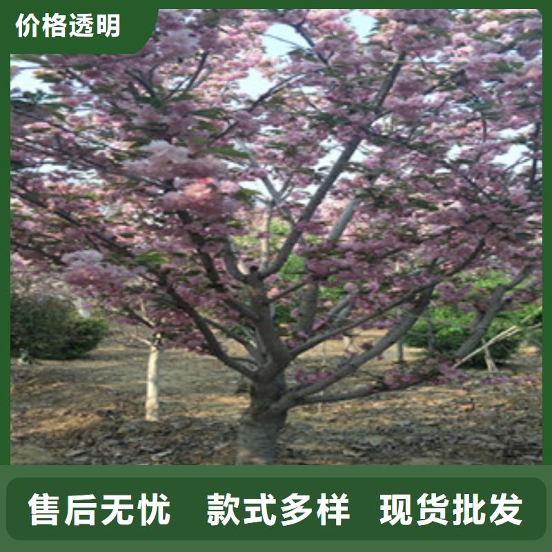 樱花占地果树为您提供一站式采购服务