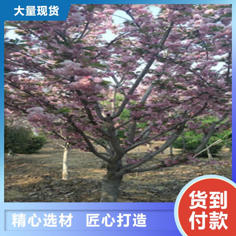 樱花,占地果树颜色尺寸款式定制