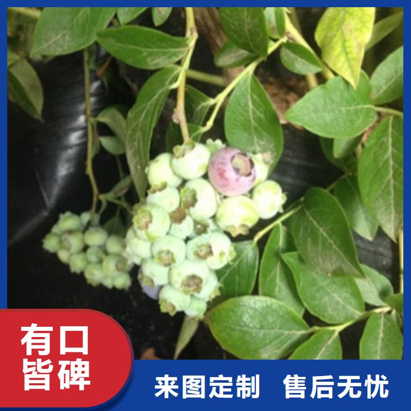蓝莓苗-泰山景松造型景松厂家直销规格多样
