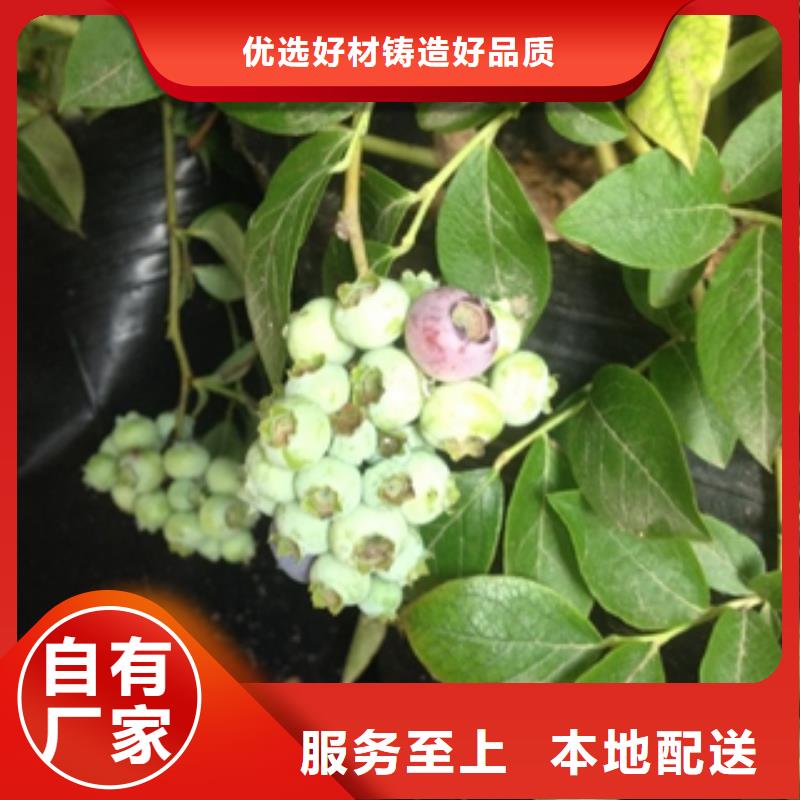 蓝莓苗占地果树专业生产品质保证