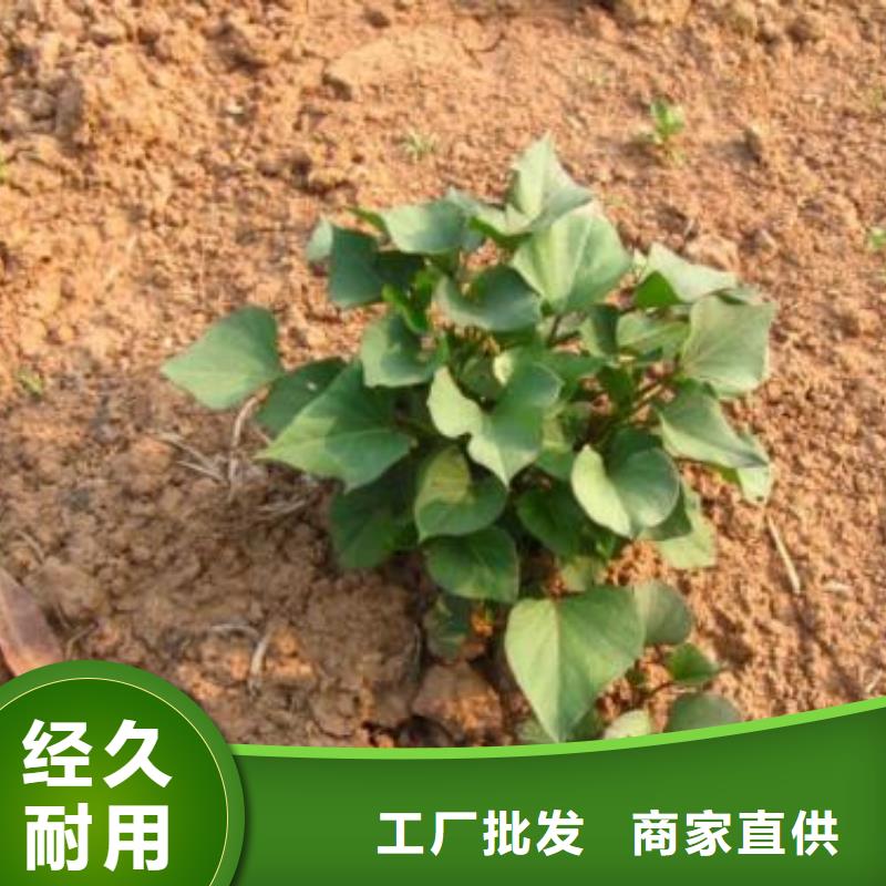 高产脱毒紫薯苗（凌紫品种）基地育苗