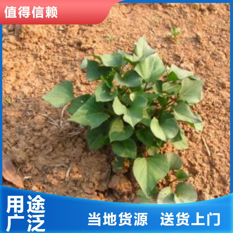 质量安心(乐农)东风8号紫薯苗繁育种植基地