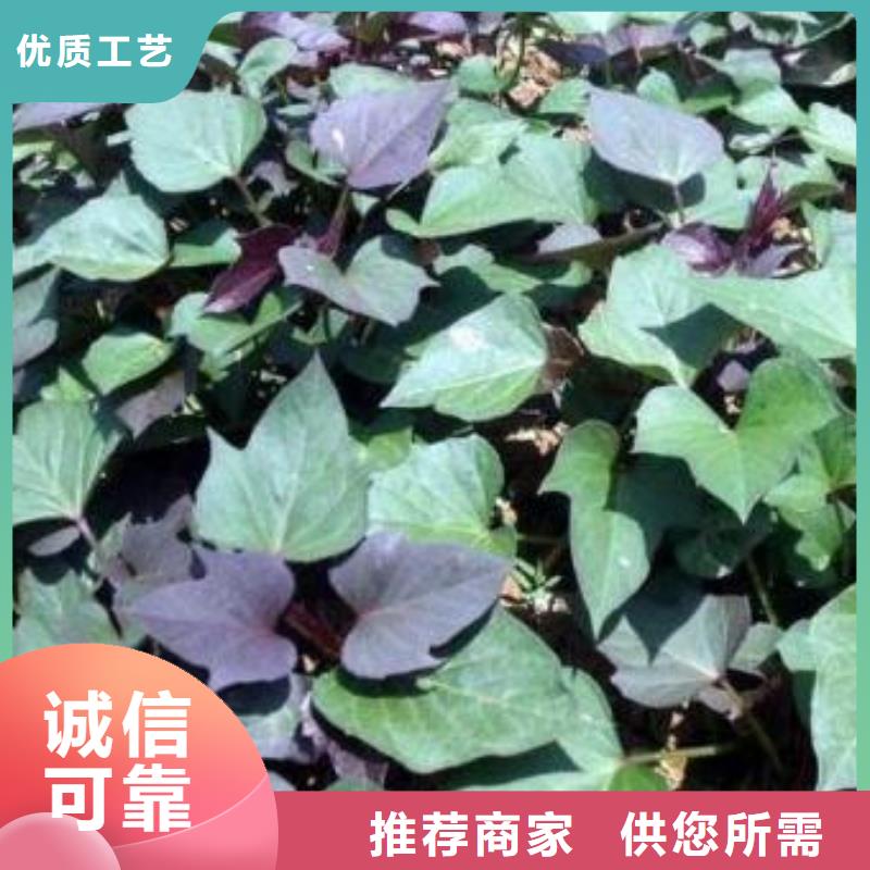 高产脱毒紫薯苗（绫紫)鲜食型