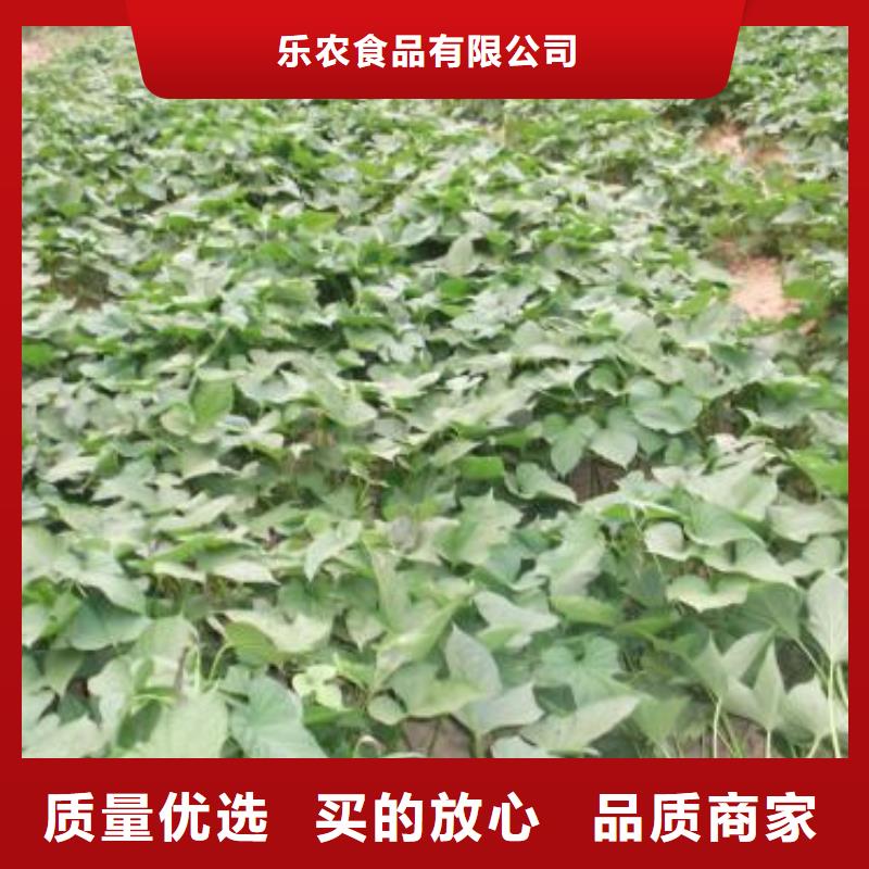 咨询[乐农]东风8号紫薯苗品种繁多