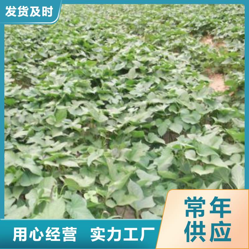 当地【乐农】紫罗兰紫薯苗种植基地