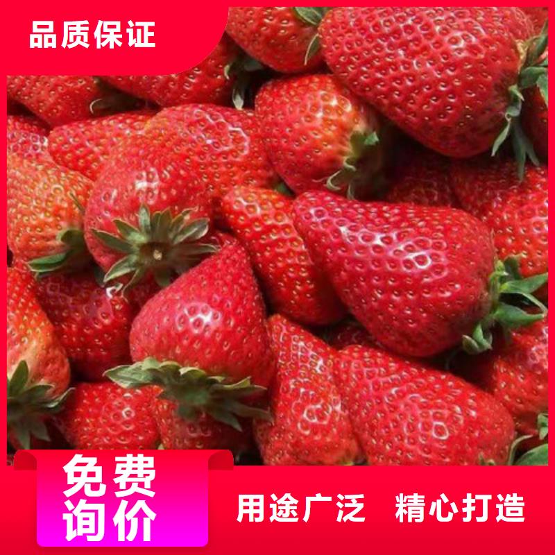 甘露草莓苗