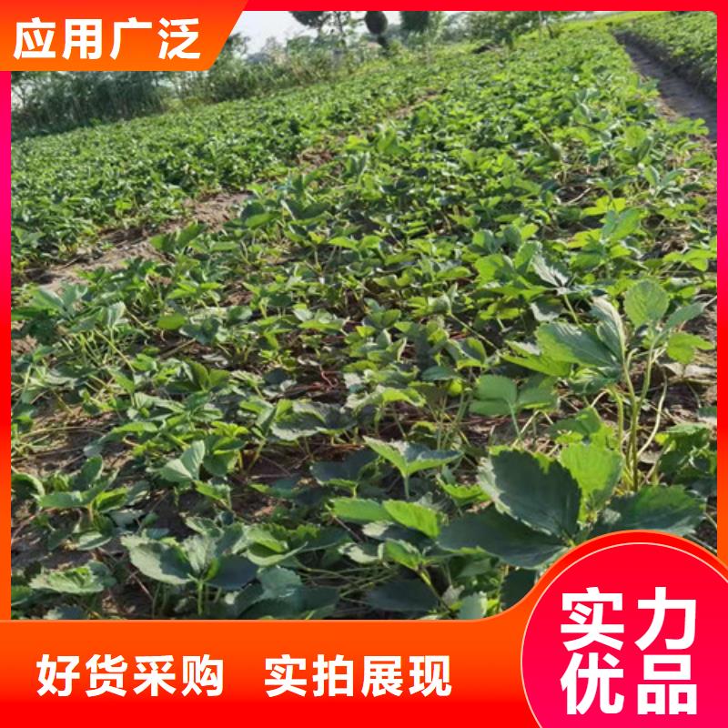金冠草莓生产苗
