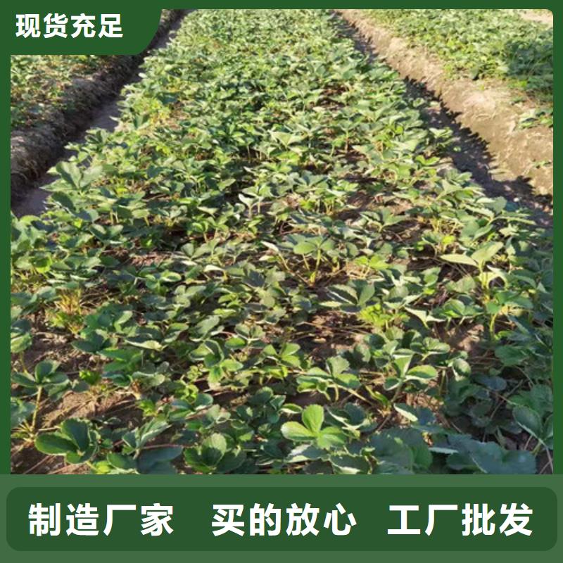 桃熏草莓生产苗