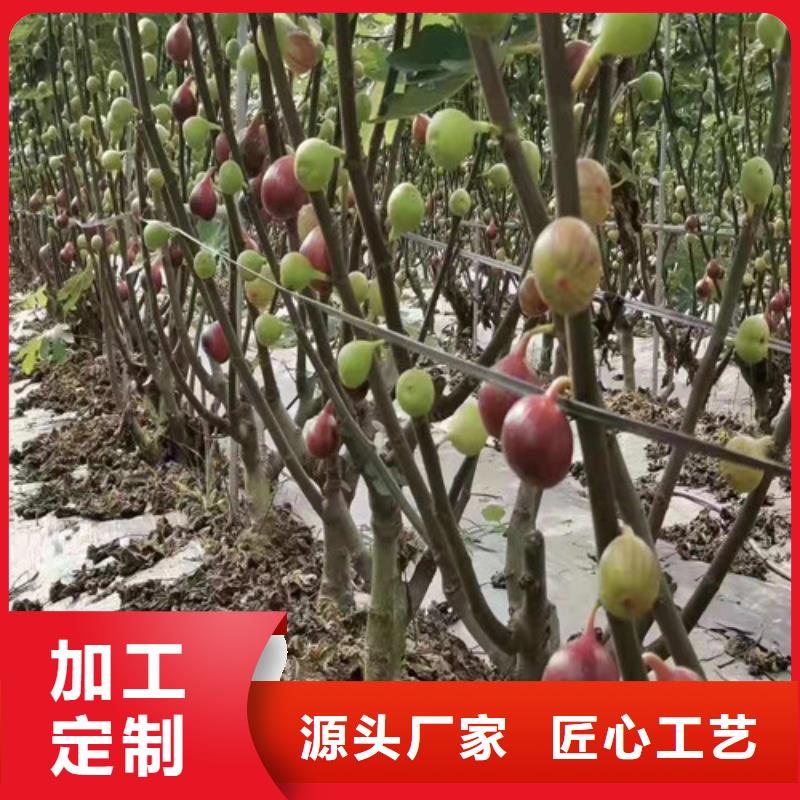 【无花果】大棚草莓苗品质优选