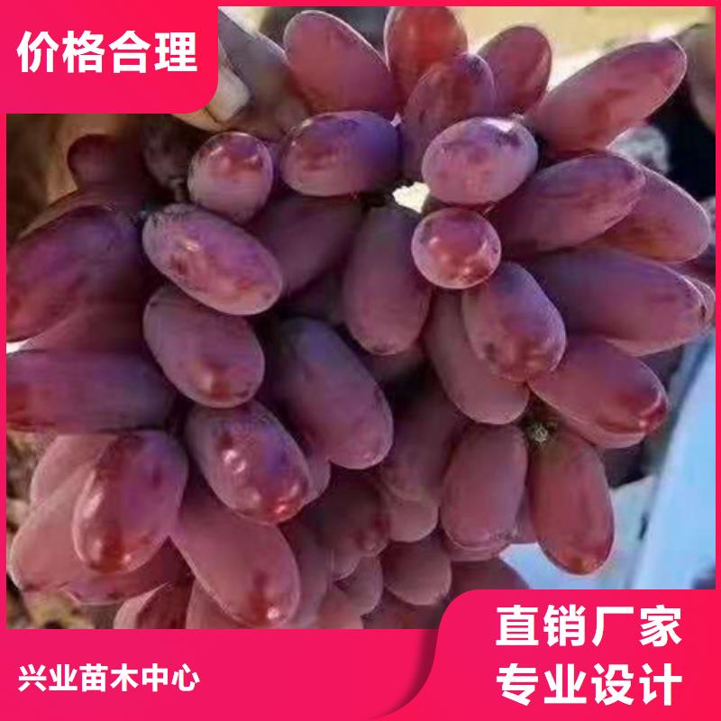 临高县中国红玫瑰葡萄树苗