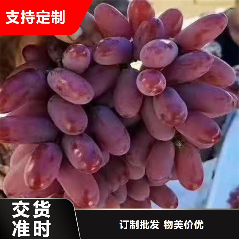 葡萄蓝莓苗产地采购