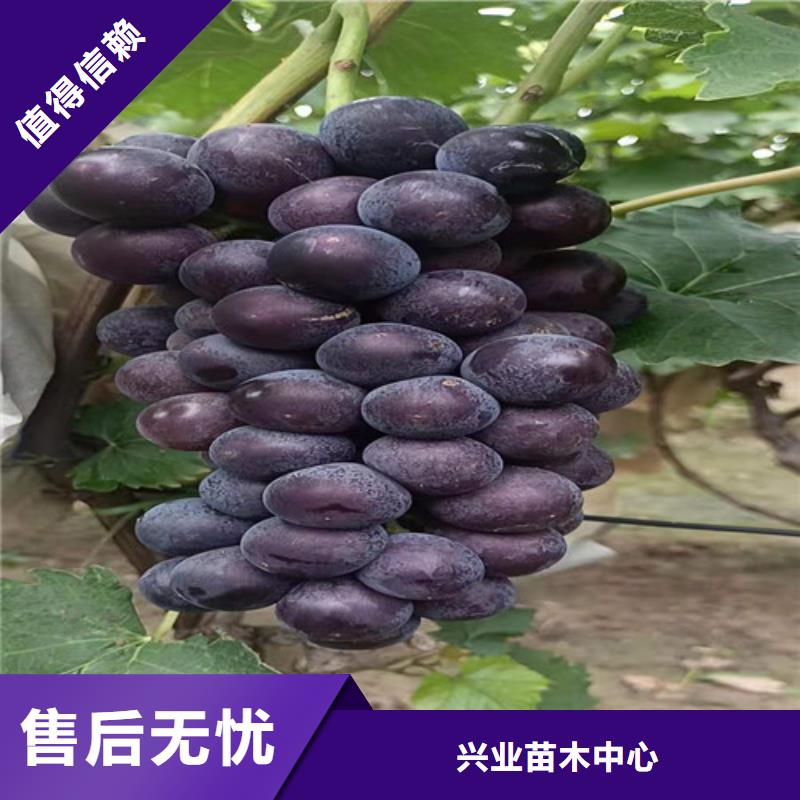 葡萄树苗品种