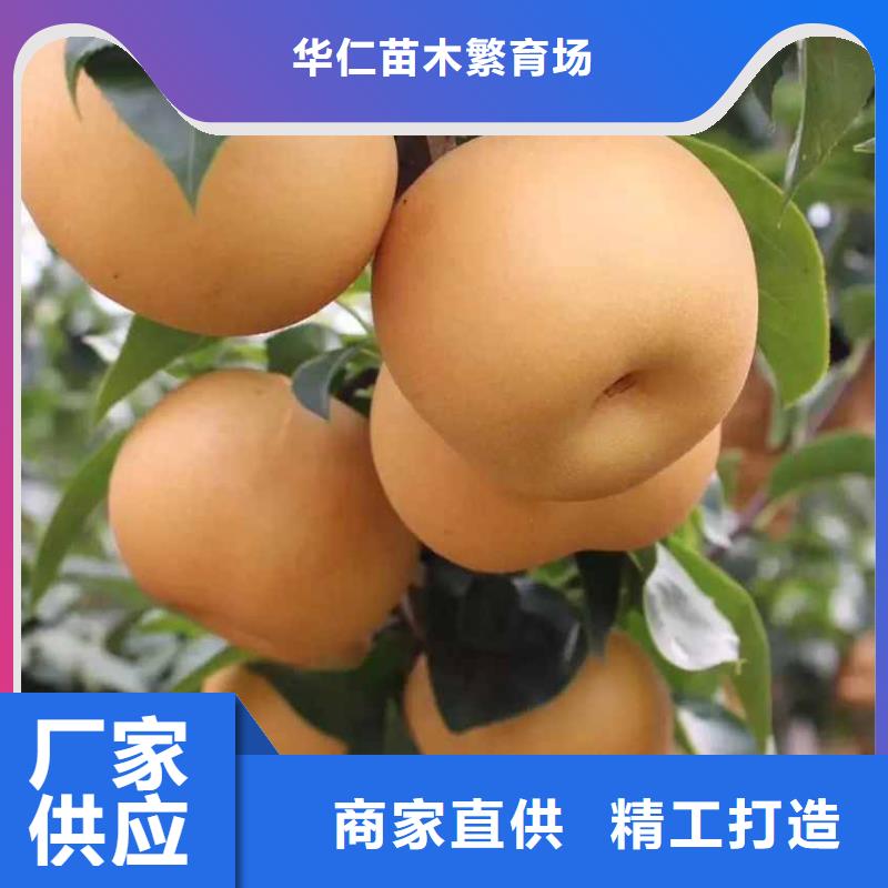秋月梨种植苗成活率高