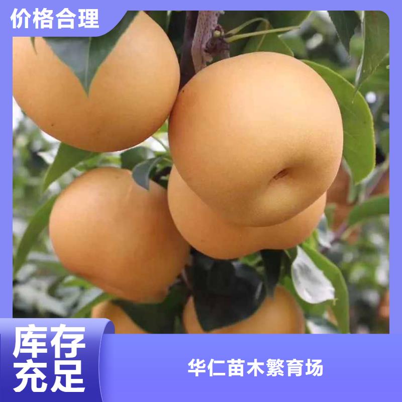 秋月梨树苗哪里的品种纯