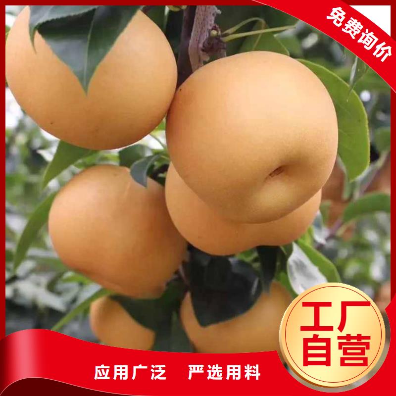 秋月梨苗品种