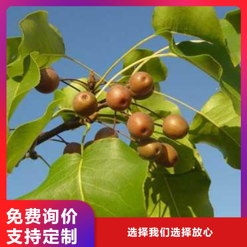 杜梨奥红全红梨树苗专注生产制造多年