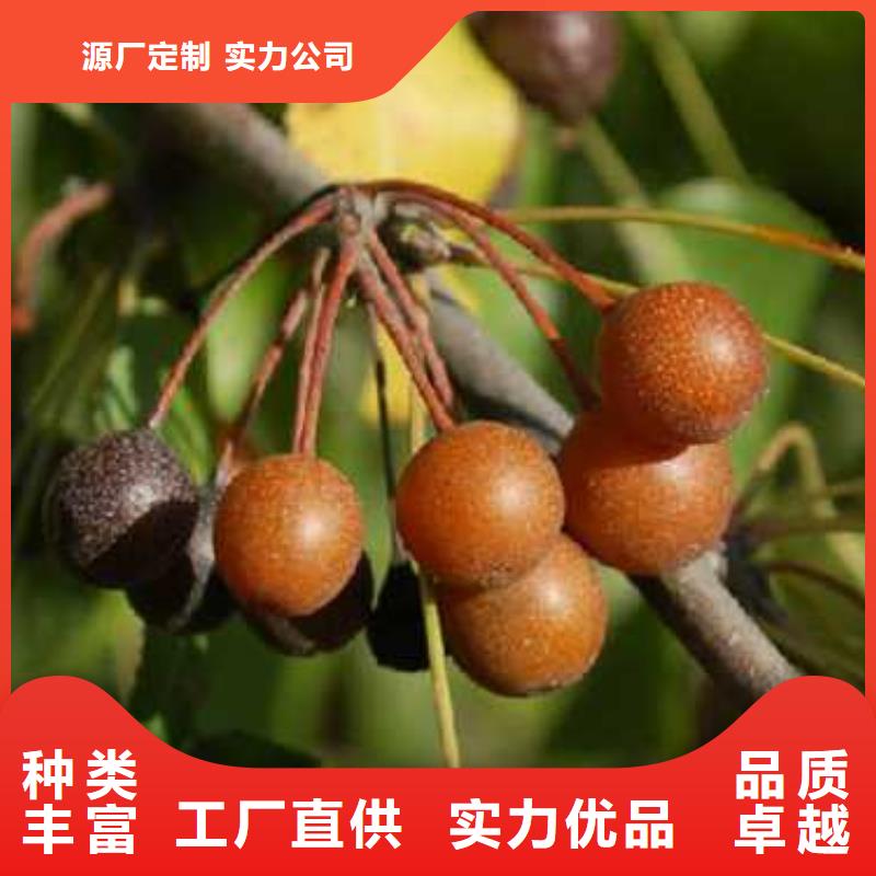 杜梨奥红全红梨树苗专注生产制造多年