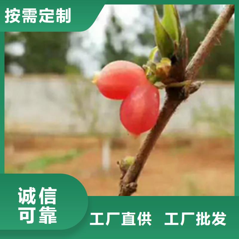 杈杷果-【蓝莓苗】高品质诚信厂家