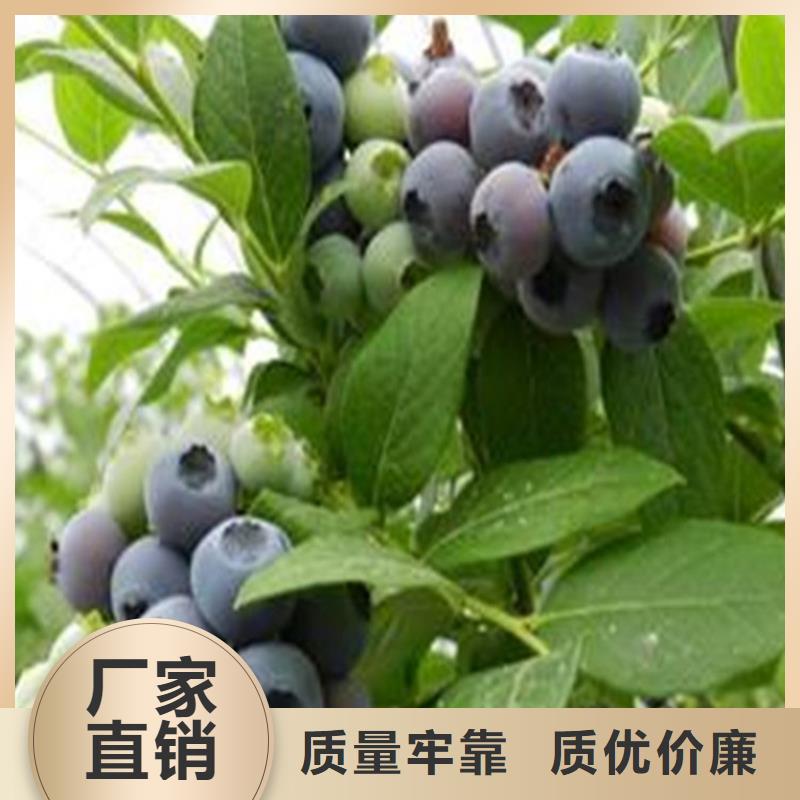 蓝莓苗高质量高信誉