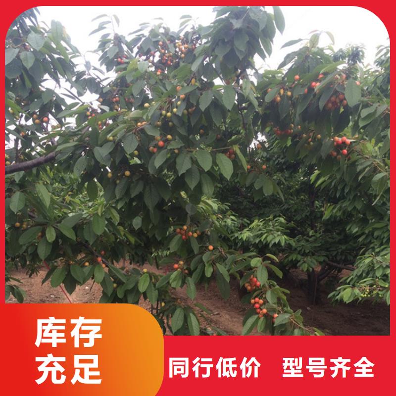 矮化大樱桃树苗适合种植地区迪庆品质