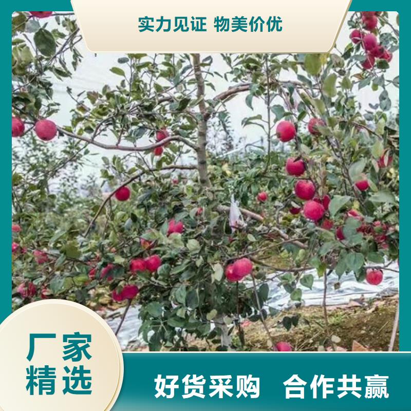 【苹果】樱桃苗精选厂家好货