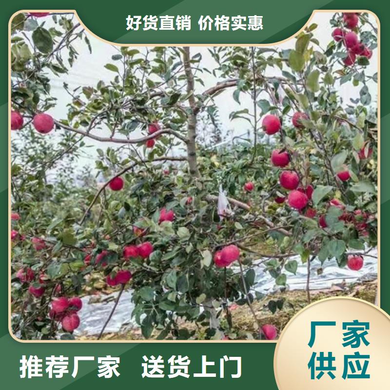 一站式采购【轩园】苹果 蓝莓苗质量安心