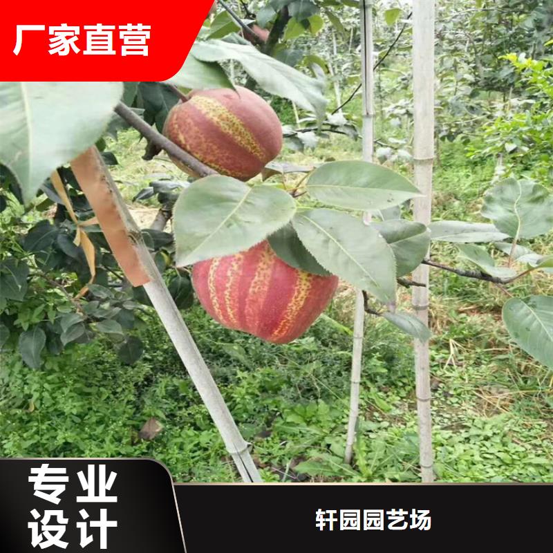 红梨树苗经济效益迪庆周边