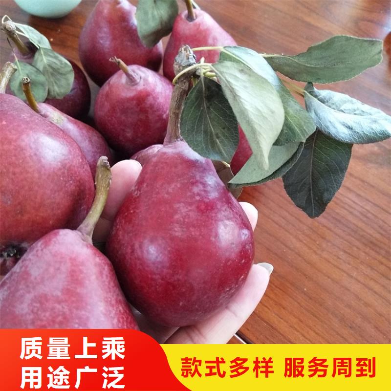 早酥红梨苗适合种植地区【迪庆】优选