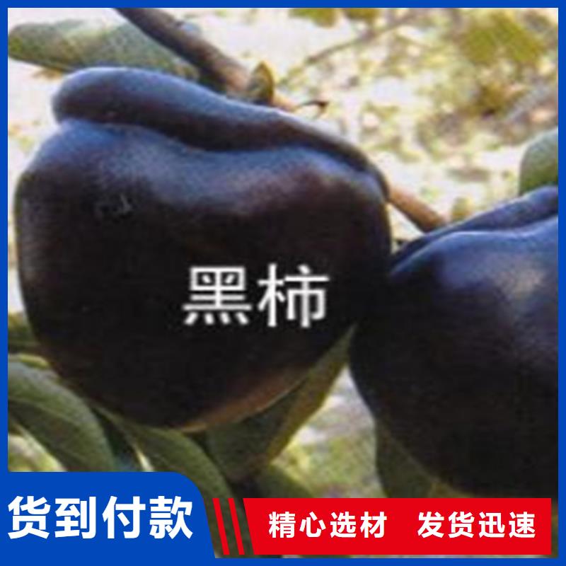 货源足质量好【轩园】【柿子】苹果苗支持批发零售