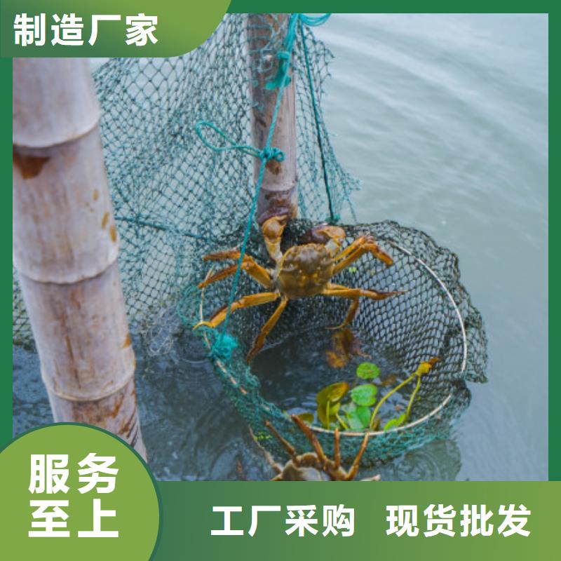 阳江生产鲜活特大螃蟹的价格