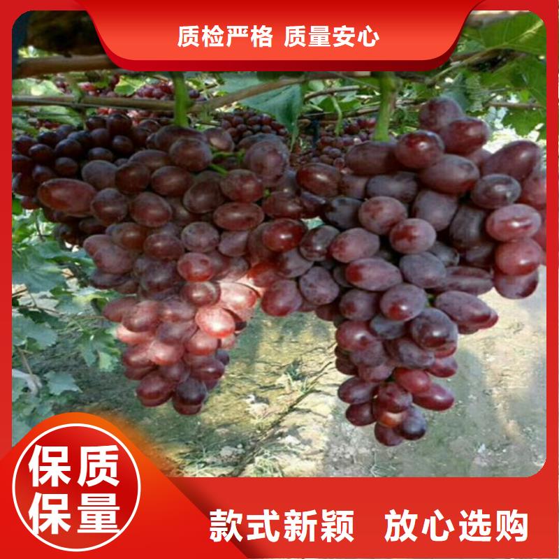 杨浦葡萄树便宜价格