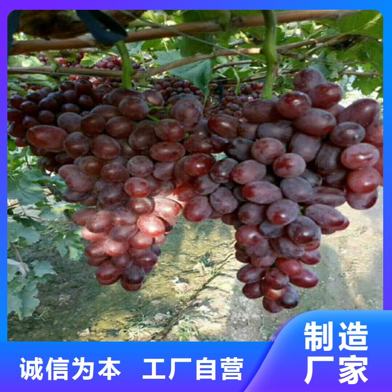 订购<广祥>酿酒品种葡萄苗厂价批发