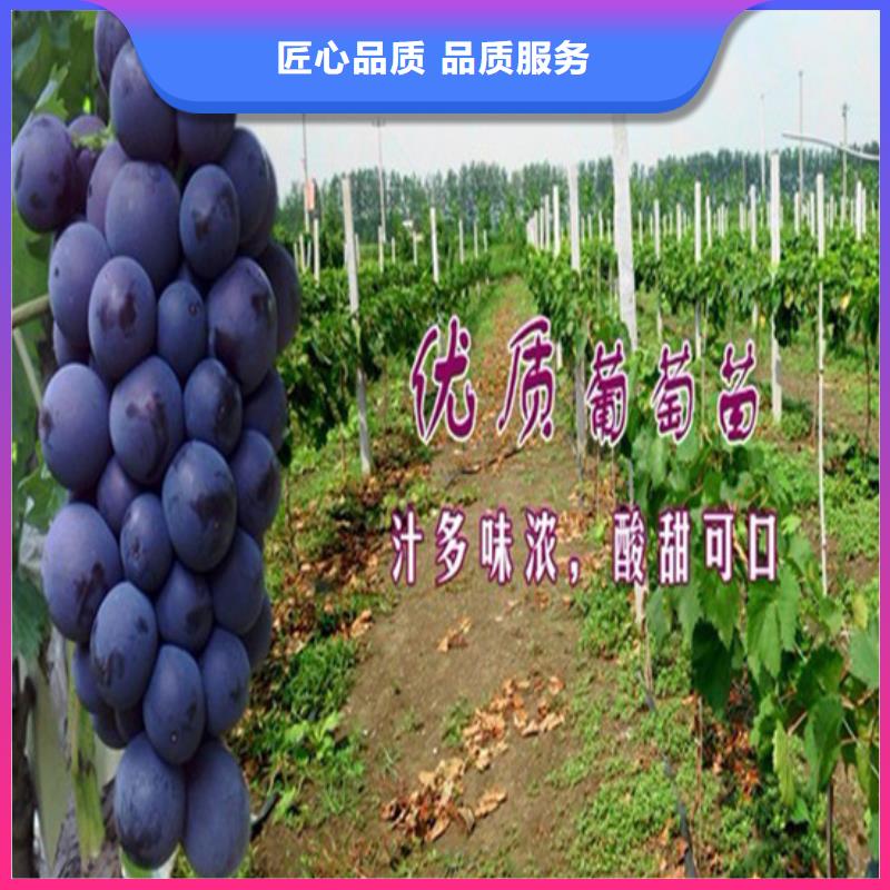 【广祥】东湖红宝石葡萄苗基地出售