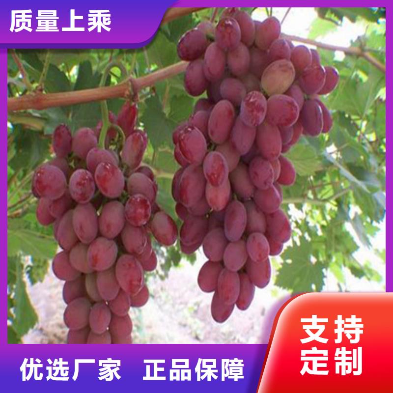 【广祥】东湖红宝石葡萄苗基地出售