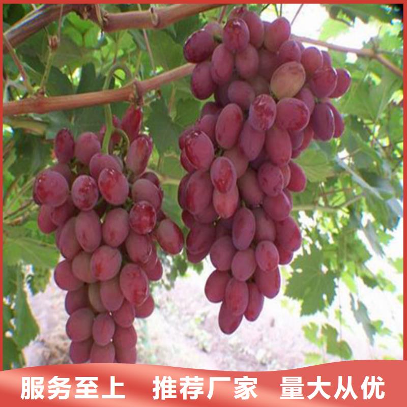 订购<广祥>酿酒品种葡萄苗厂价批发