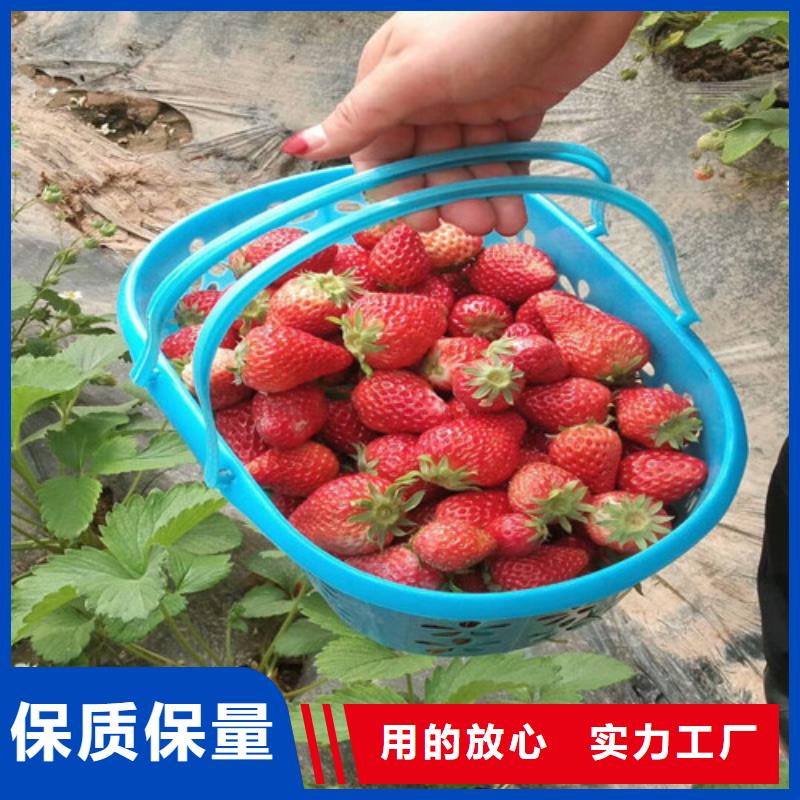 哪里卖宁玉草莓苗，宁玉草莓苗耐储存品种
