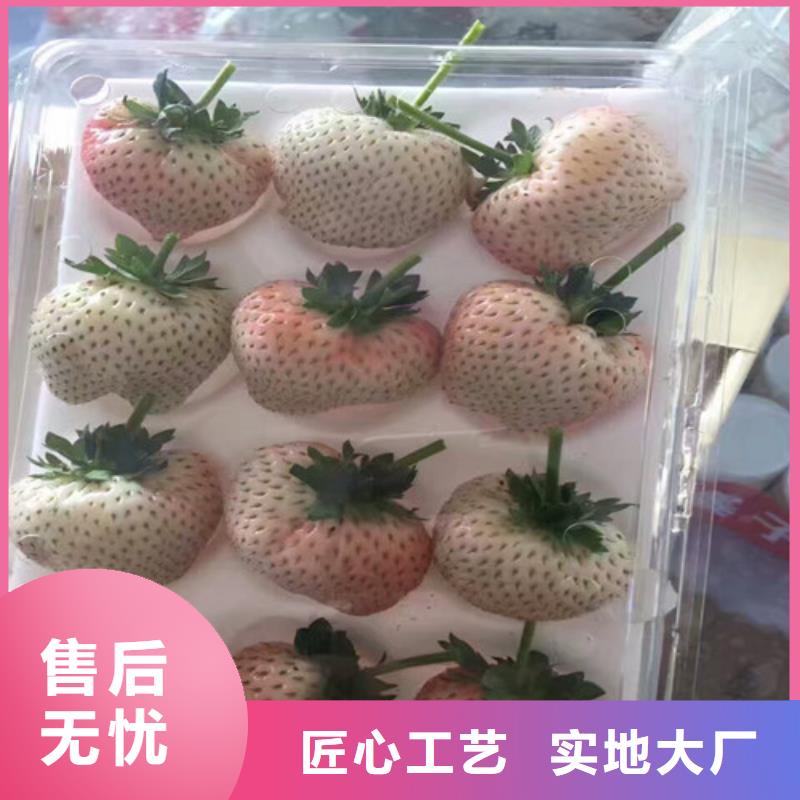 章姬草莓苗价格多少