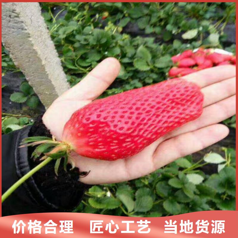章姬草莓苗高性价比