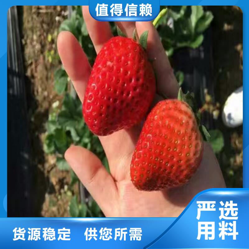 章姬草莓苗高性价比